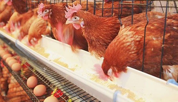 فروش مرغ تخمگذار بومی گلپایگان - سپید طیور